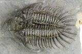 Spiny Comura Trilobite - Great Preparation #250010-3
